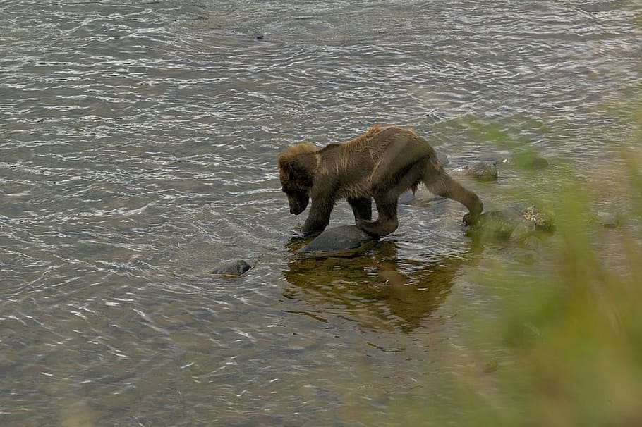 river, water, flow, lake, nature, animal, wild, grizzly, brown HD wallpaper