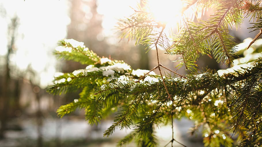 green pine tree leafed cover ice, branch, snow, winter, evergreen HD wallpaper