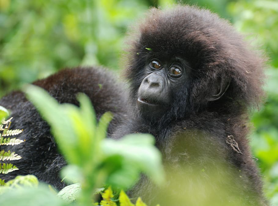 animal, animal themes, mammal, primate, animal wildlife, animals in the wild HD wallpaper