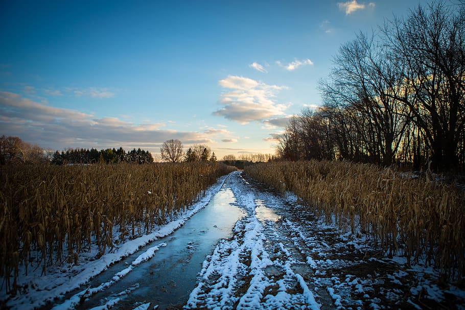 Desired Path With Snow Beside Trees and Grasses, cold, corn, crops HD wallpaper