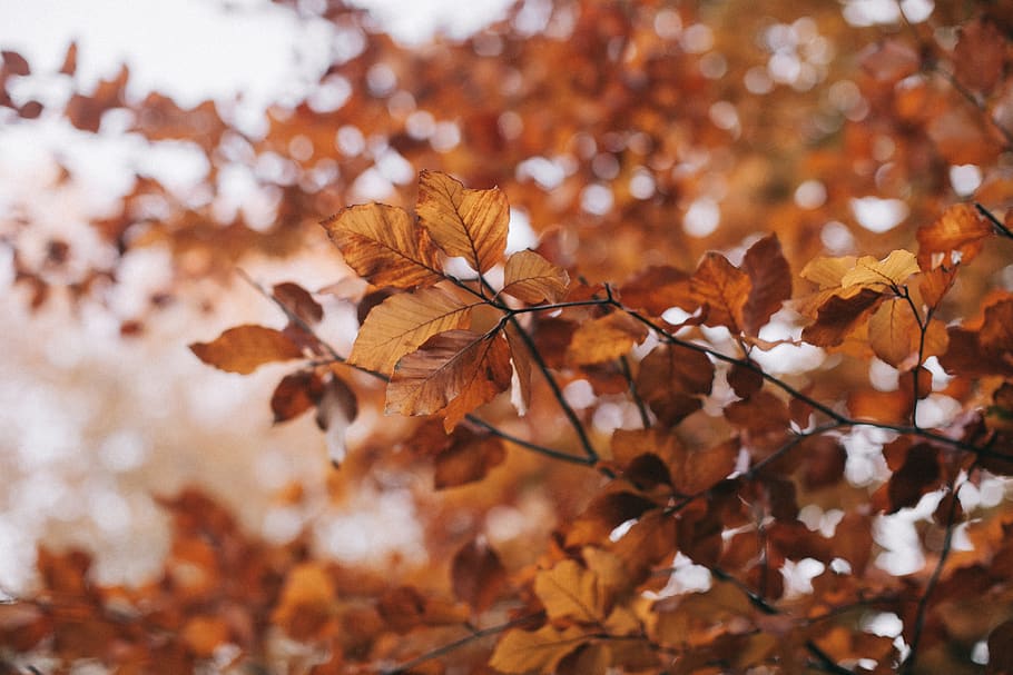Brown Leafed Tree Selective Focus Photography, branch, season HD wallpaper