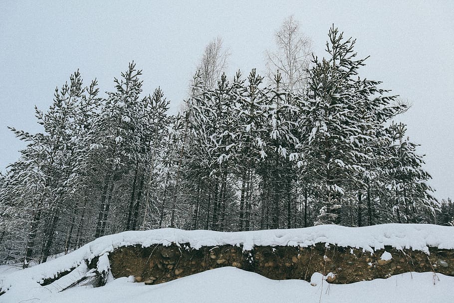 green pine trees covered by snow, plant, abies, fir, nature, outdoors HD wallpaper