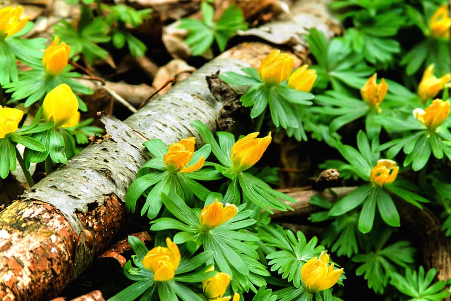 spring, flowers, yellow, woods, forest, woodland, macro, closeup HD wallpaper