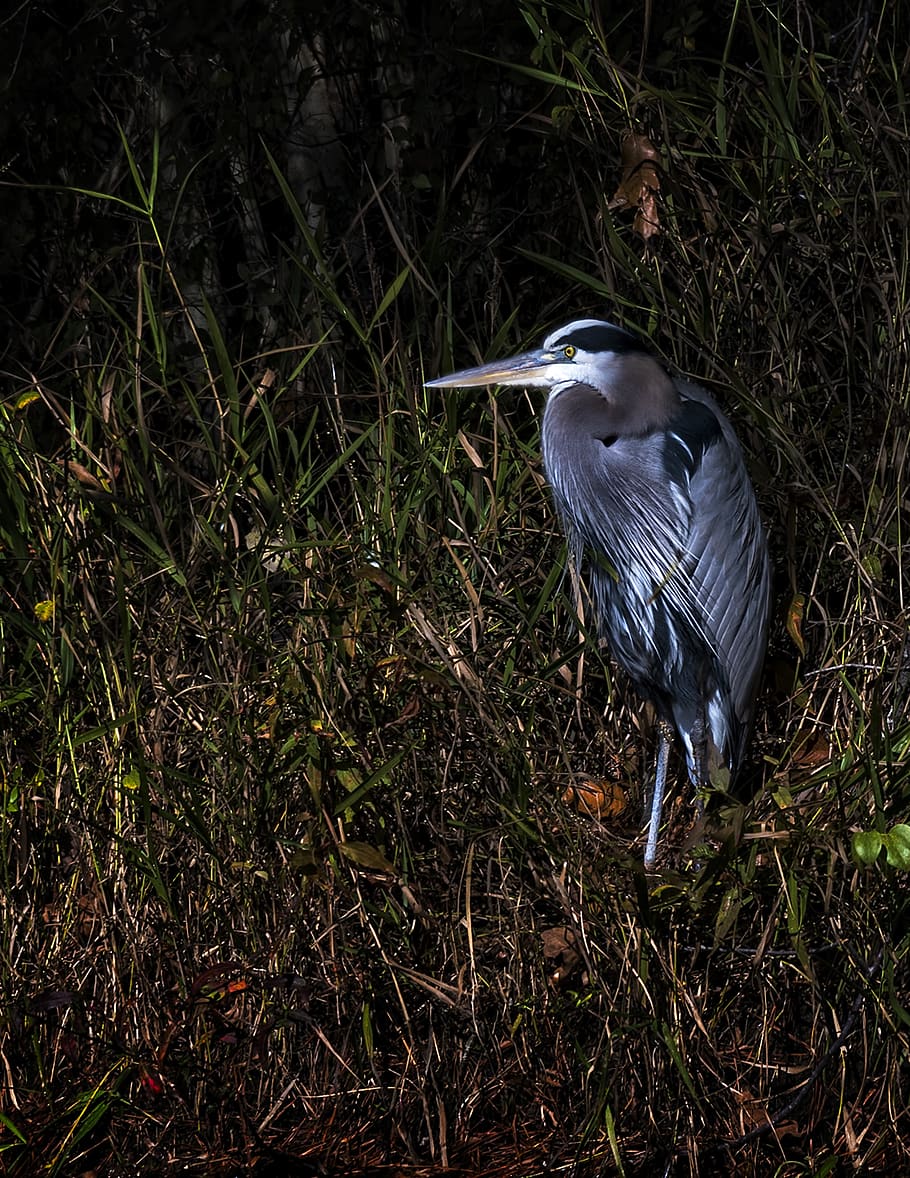 united states, cary, bird, one animal, vertebrate, animals in the wild HD wallpaper