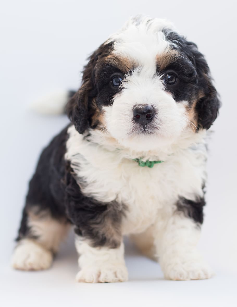 White and Black Puppy, adorable, animal, bernedoodle, bernese mountain dog, HD wallpaper