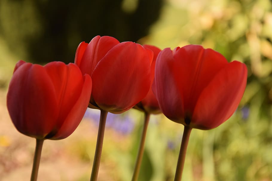 tulip, spring, nature, tulips, flowers, garden, flowering, red HD wallpaper