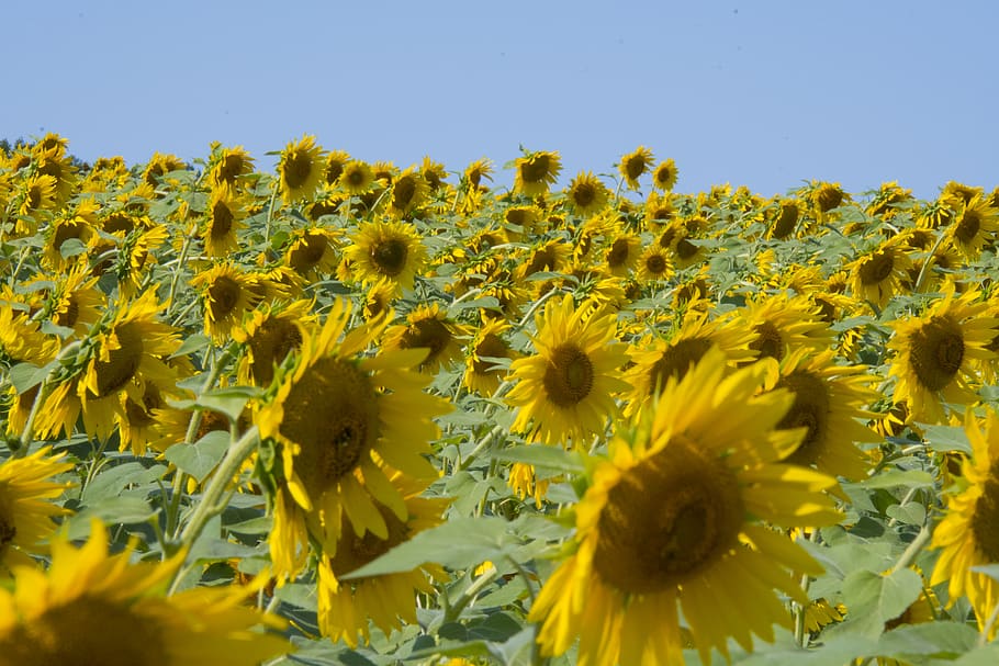 yellow, flower, flowering plant, freshness, growth, fragility HD wallpaper