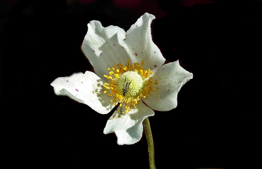 flower, anemone, white, spring, garden, nature, the petals HD wallpaper