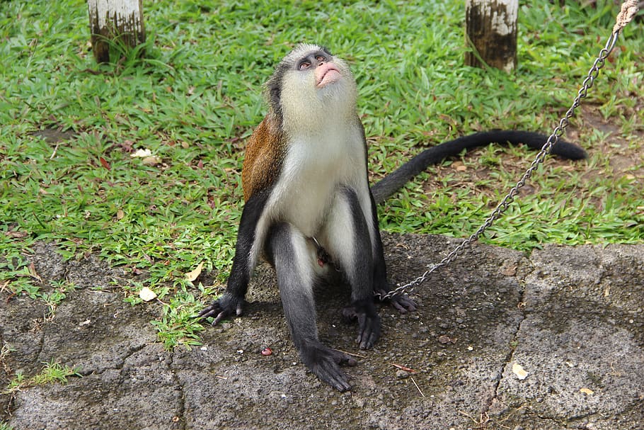mone de campbell, campbell's monkey, animal, wildlife, custody HD wallpaper