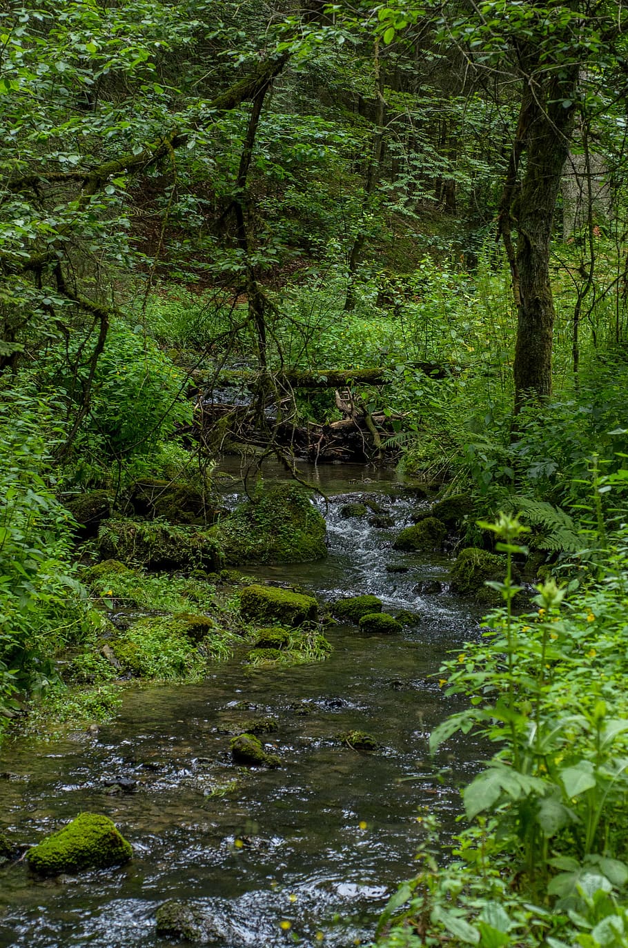 stream, water, forest, green, nature, creek, outdoors, hiking HD wallpaper