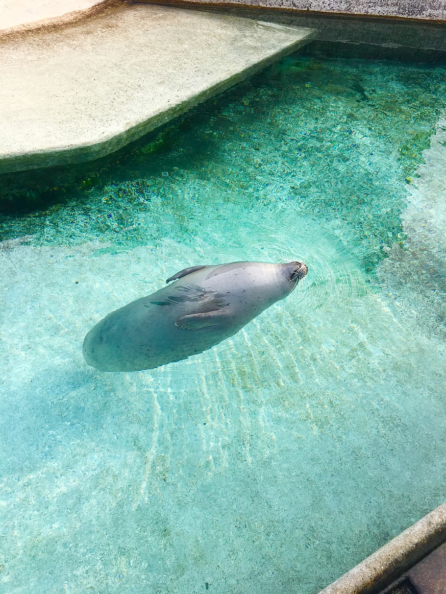 sealion on water, animal wildlife, animals in the wild, animal themes HD wallpaper