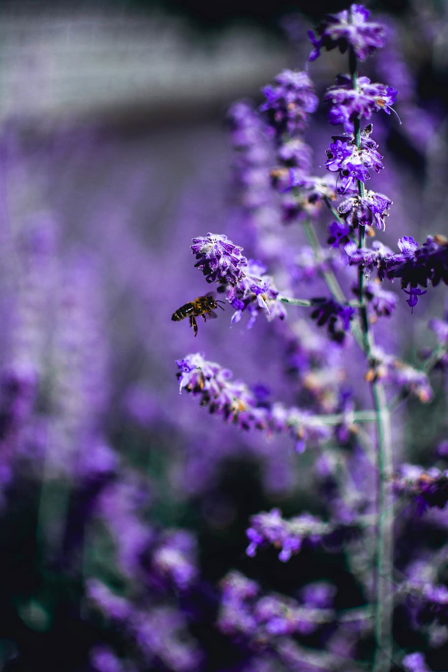 bee perching on lavender flower, flowering plant, purple, freshness HD wallpaper