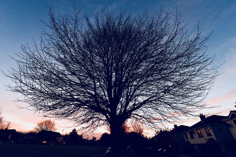 trees, dawn, winter, bare tree, sky, plant, silhouette, architecture HD wallpaper