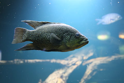 berlin, germany, animais, fish, marine, peixe, aquarium, animal themes HD wallpaper