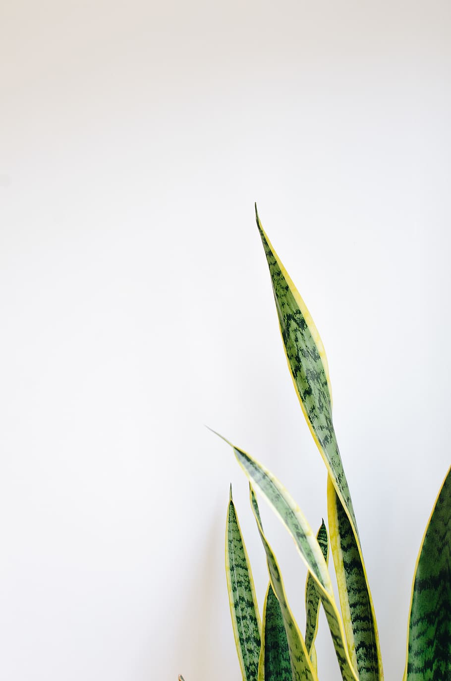 green snake plant, green color, copy space, leaf, plant part HD wallpaper
