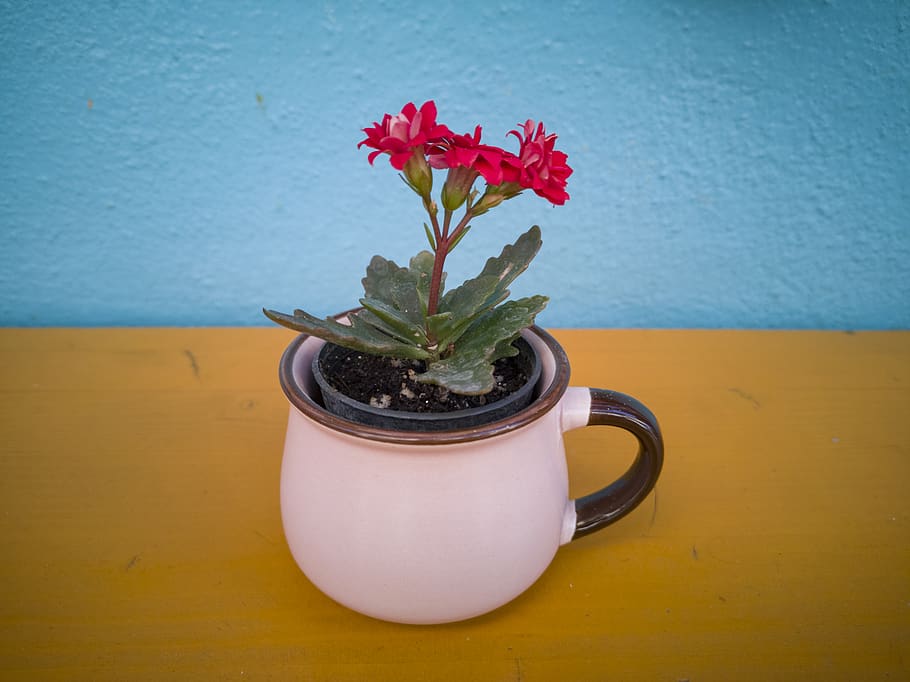 Close-Up Photo of Potted Plant, decor, decoration, delicate, flower HD wallpaper