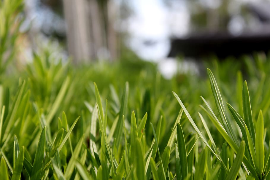 Close-up Photo of Green Leafed Plants, environment, field, grass HD wallpaper