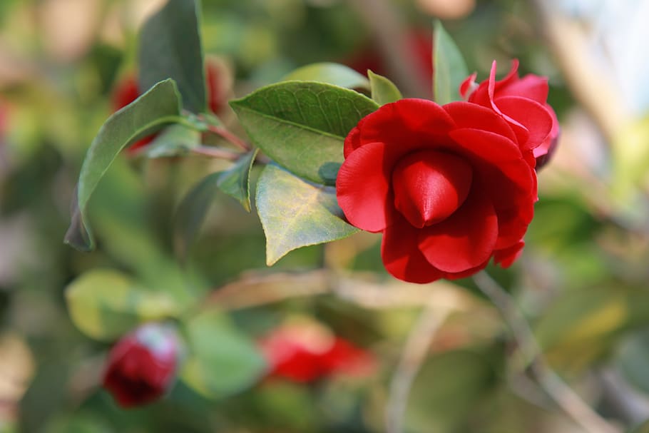 nature, flowers, leaf, plants, garden, wood, petal, beautiful, HD wallpaper