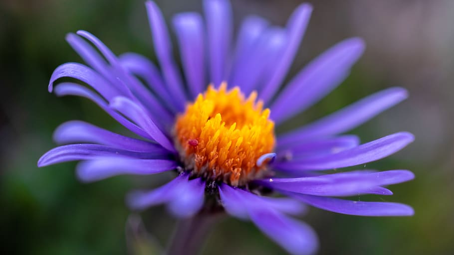 switzerland, macro, blue, yellow, flower, mountain, background HD wallpaper