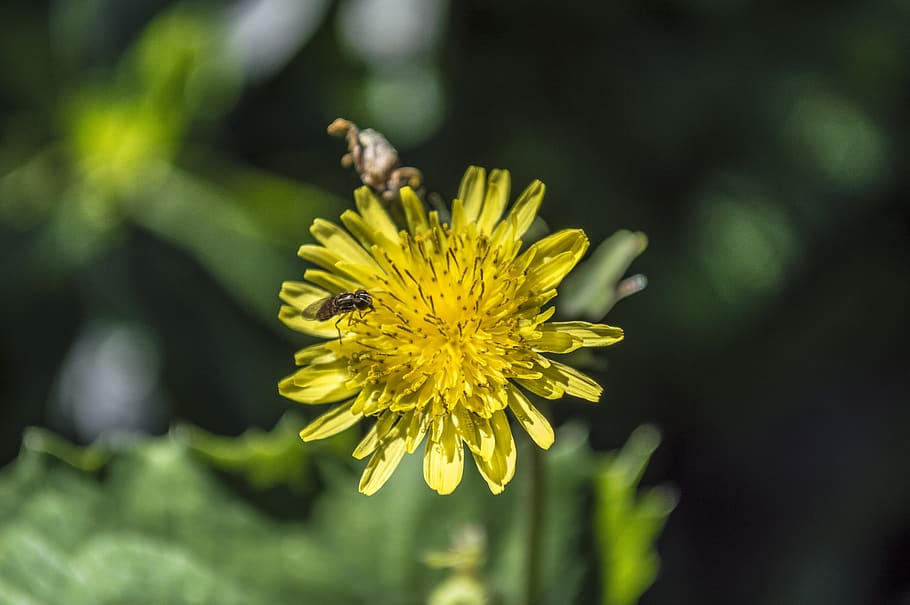 flower, flowering plant, yellow, beauty in nature, fragility HD wallpaper