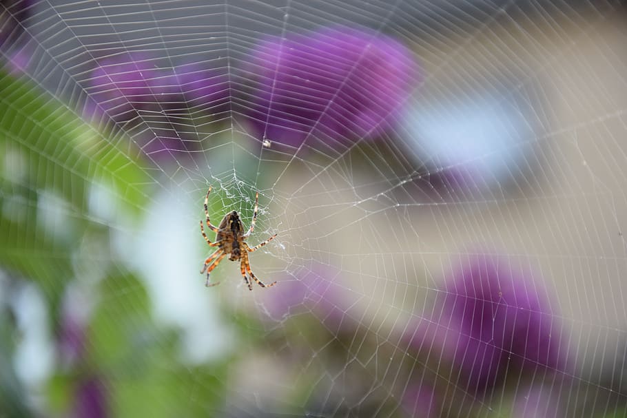 spin, web, garden, spider web, invertebrate, fragility, arachnid HD wallpaper