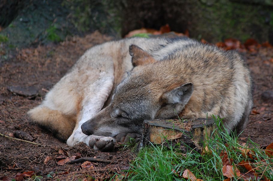 wolf, nature, predator, wild, animal, animal themes, mammal, HD wallpaper