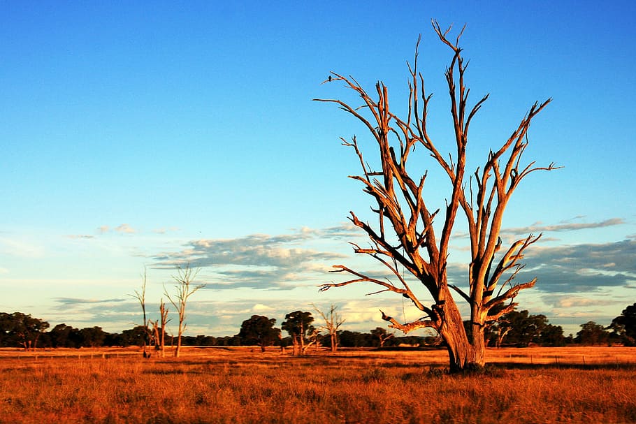 Tree in Australia Outback, nature, desert, sand, sky, plant, landscape, HD wallpaper