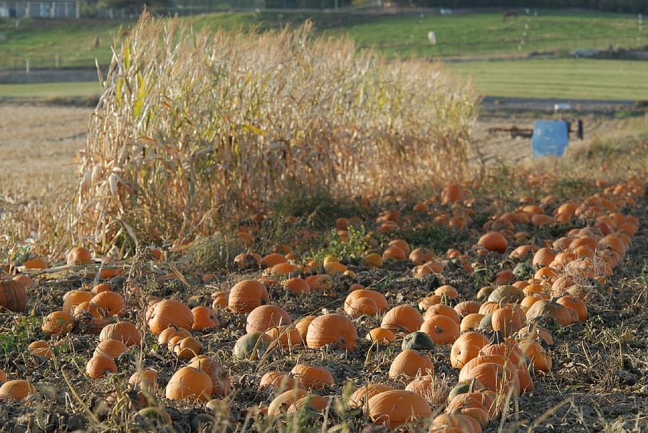 patch, pumpkin, fruit, nature, field, land, growth, plant, food HD wallpaper