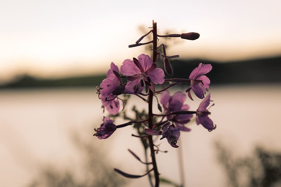 flower, pink, flowering plant, beauty in nature, fragility HD wallpaper