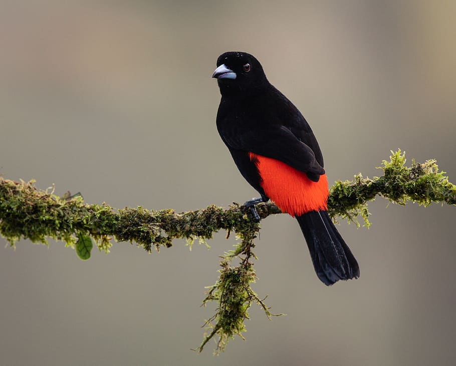 selective focus photography of black and red bird, animal, blackbird