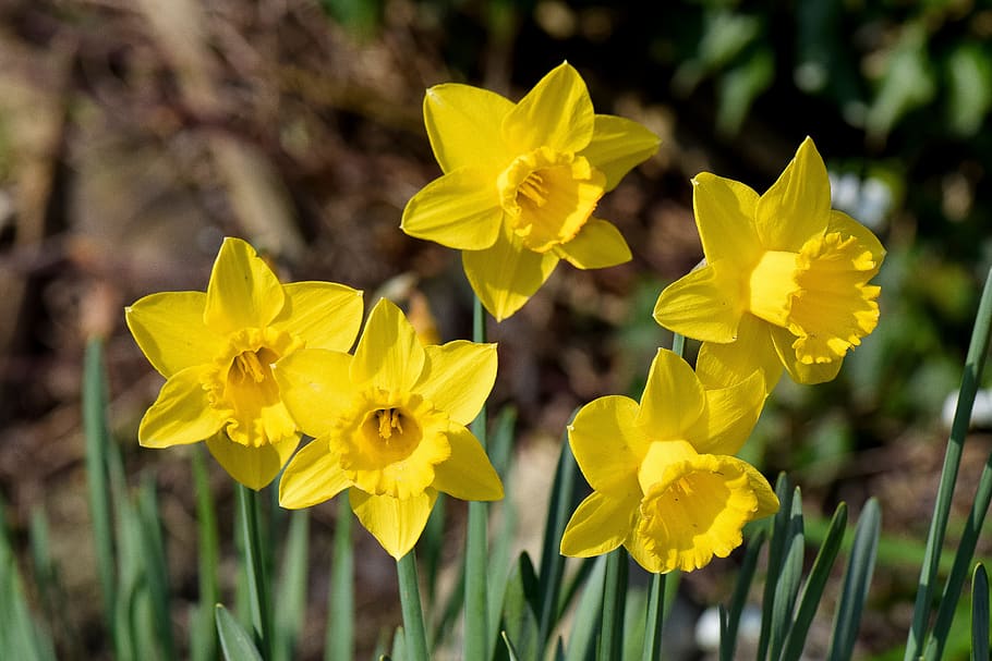 daffodils, flowers, spring, nature, garden, bloom, plant, blossom HD wallpaper