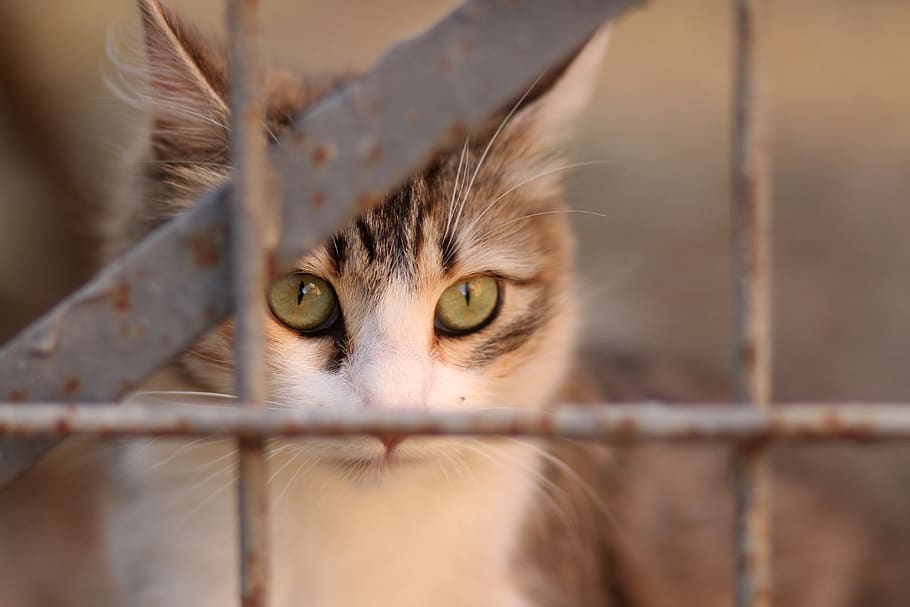 cat, coloring, pet, about, animal themes, mammal, domestic HD wallpaper