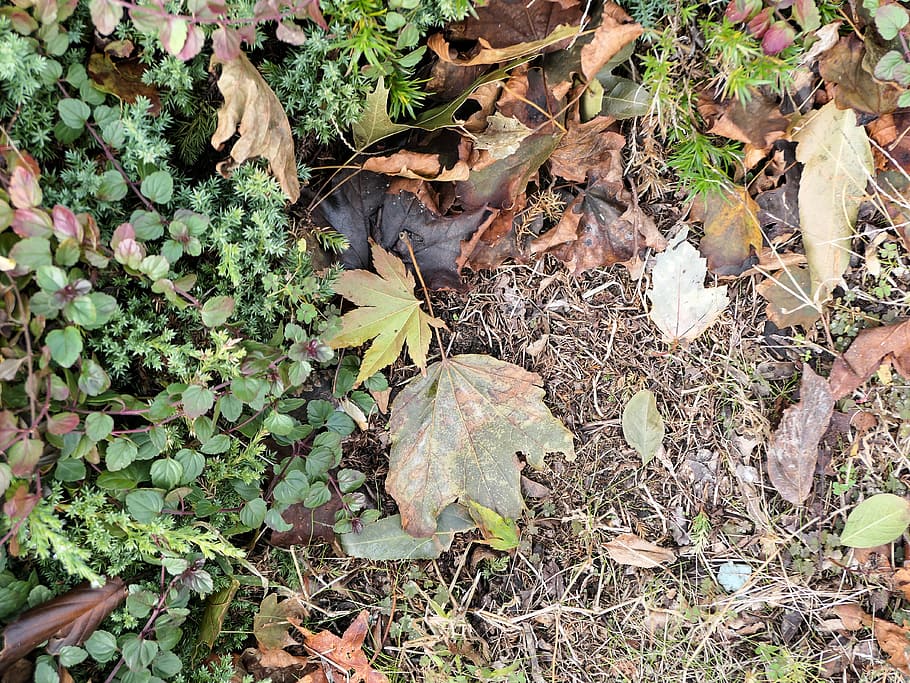 Leaves, Fall, Nature, black, brown, green, ground, leaf, plant part HD wallpaper