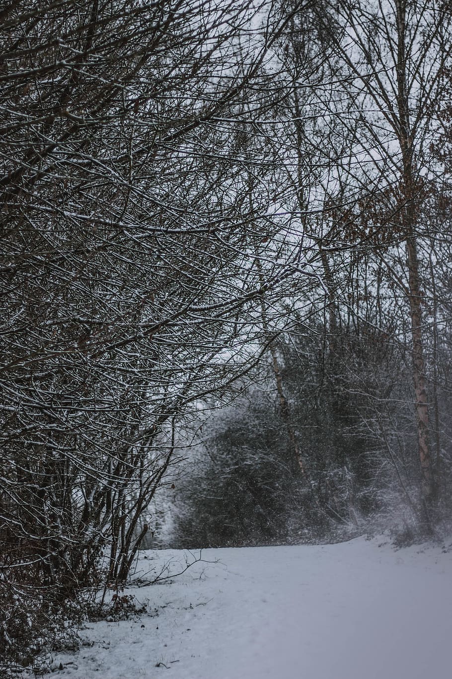 road and bare trees covered with snow, nature, outdoors, winter HD wallpaper