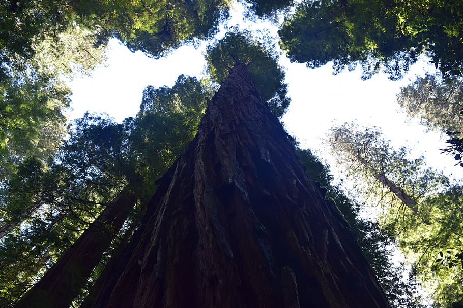 tree, plant, redwood, trees, outdoors, adventure, nature, travel HD wallpaper