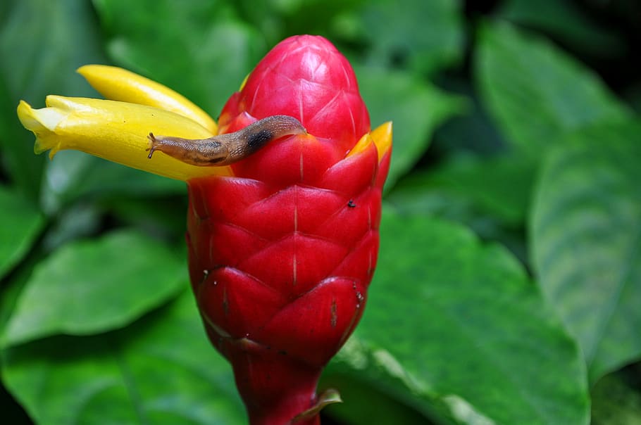Brown Slug on Yellow Beehive Ginger Flower, bud, snail, tropical HD wallpaper