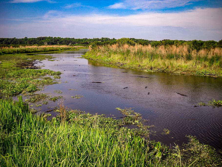 united states, paynes prairie, water, plant, grass, tranquility