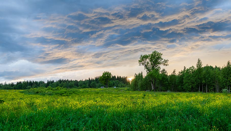 Forest, clouds, countryside, daylight, field, grass, nature, outdoors HD wallpaper