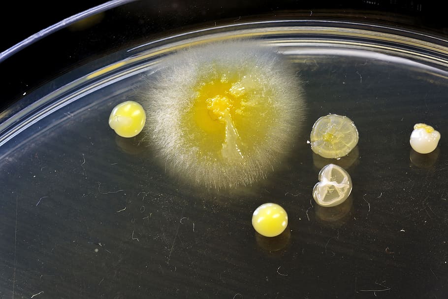 Different shaped colonies of bacteria, yeast and mold growing on agar plates from enviromental samples.