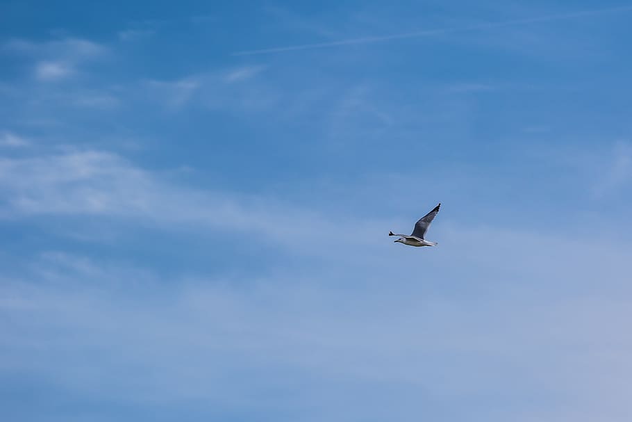 bird, fly, sky, blue, air, flying, low angle view, air vehicle HD wallpaper