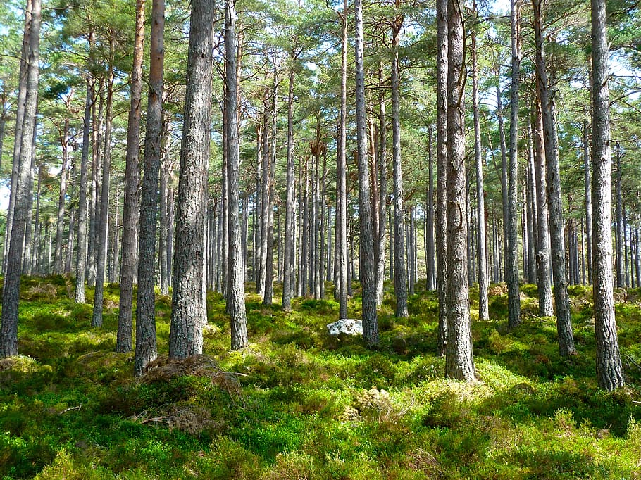 Green Trees on Green Grass during Daytime, forest, landscape HD wallpaper