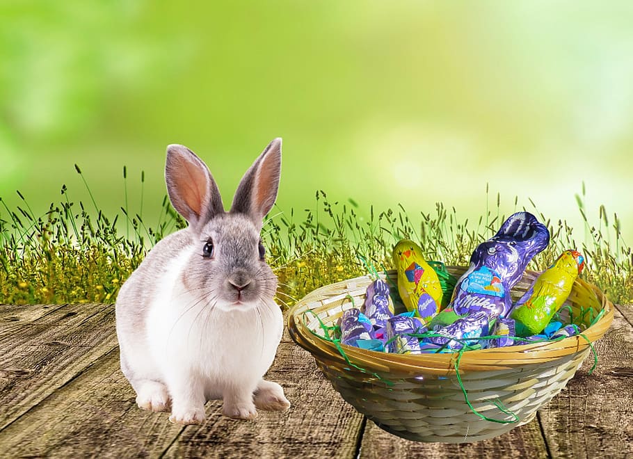 easter, happy easter, œuf, spring, cute, rabbit, hare, eat HD wallpaper