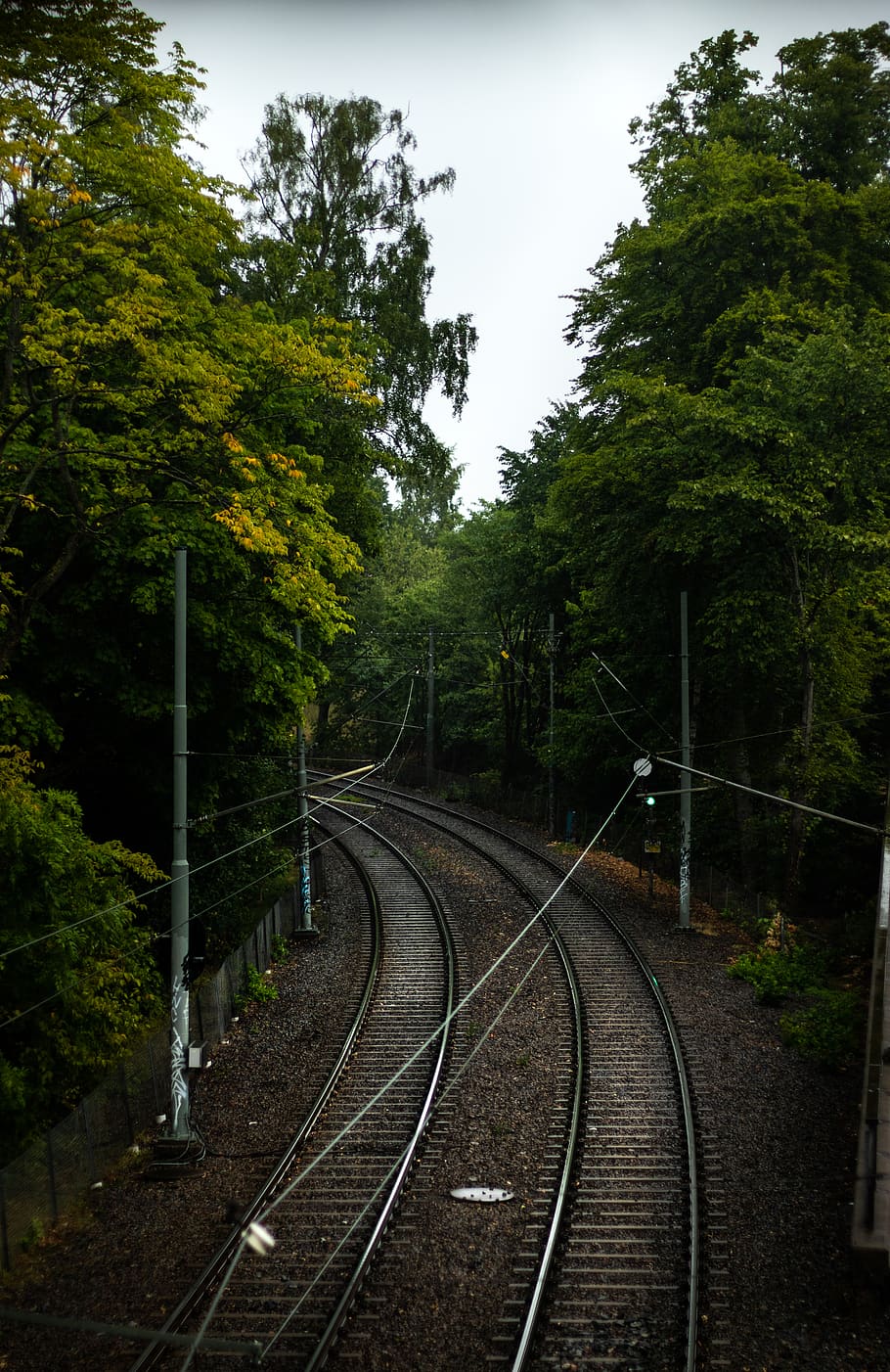 sweden, gothenburg, slottsskogen, trees, tram, tracks, forest, HD wallpaper
