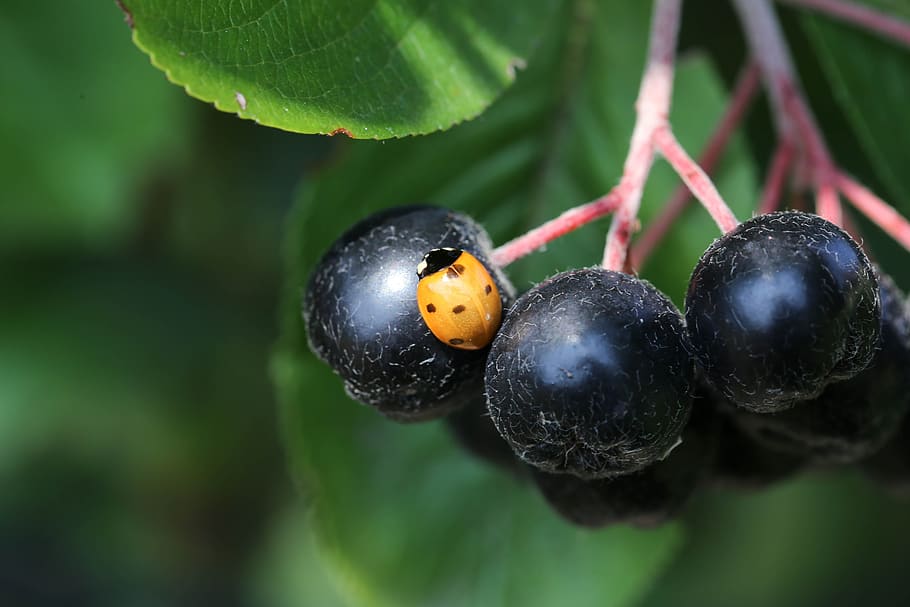 fruit, ladybug, berries, beetle, close-up, food, food and drink HD wallpaper
