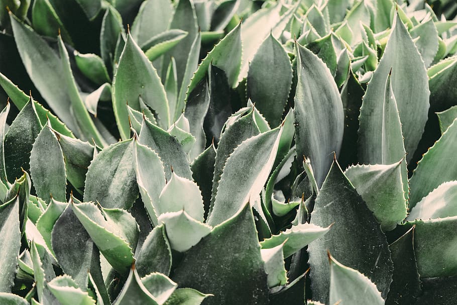 green leafed plants during daytime, growth, succulent plant, cactus HD wallpaper