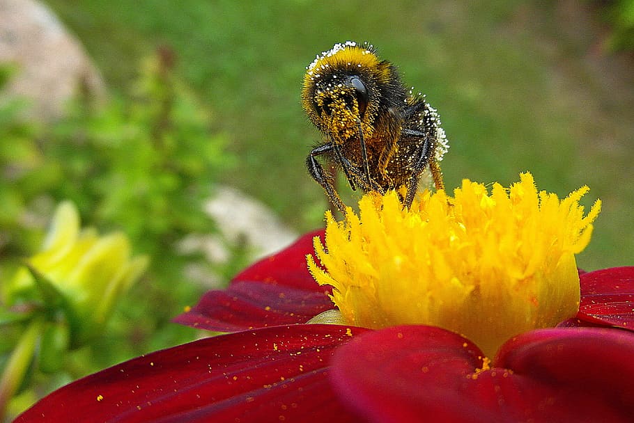 bee, flower, garden, nectar, nature, pollination, yellow, pollen HD wallpaper