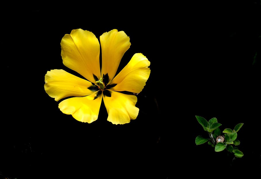 nature, spring, flower, garden, beautiful, flowers, plants HD wallpaper