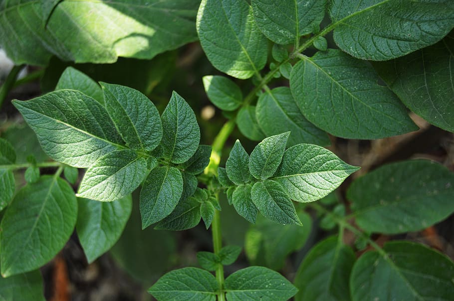 Selective Focus Photography of Green Leafed Plant, bright, close-up HD wallpaper