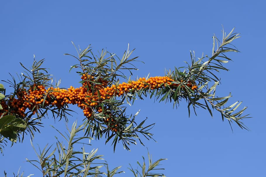 sea buckthorn, berries, fruit, branch, orange, healthy, food, HD wallpaper