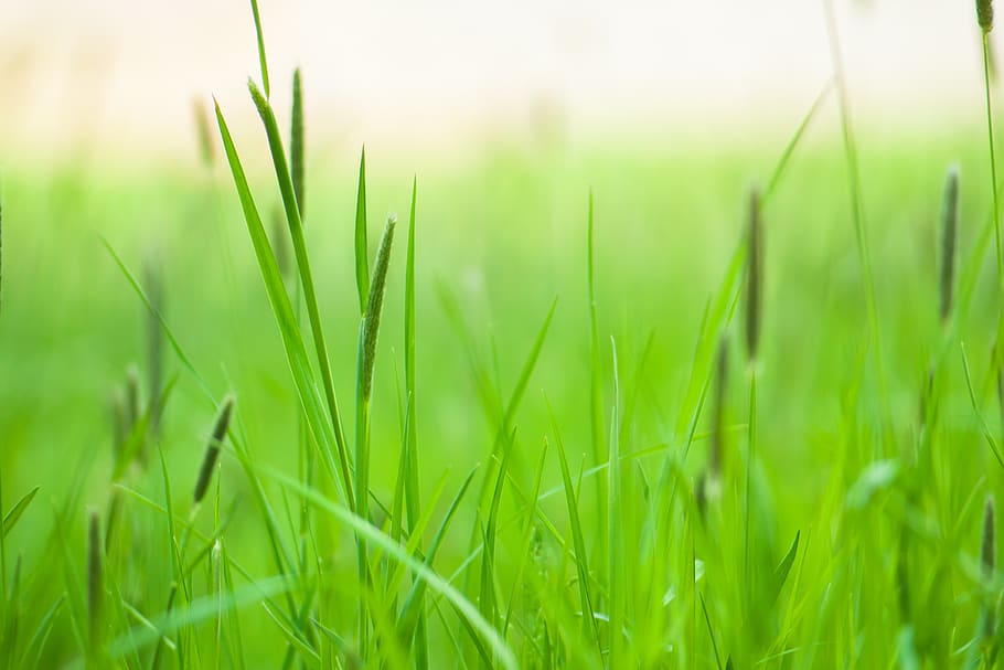 meadow, grass, nature, landscape, green, summer, field, green color HD wallpaper